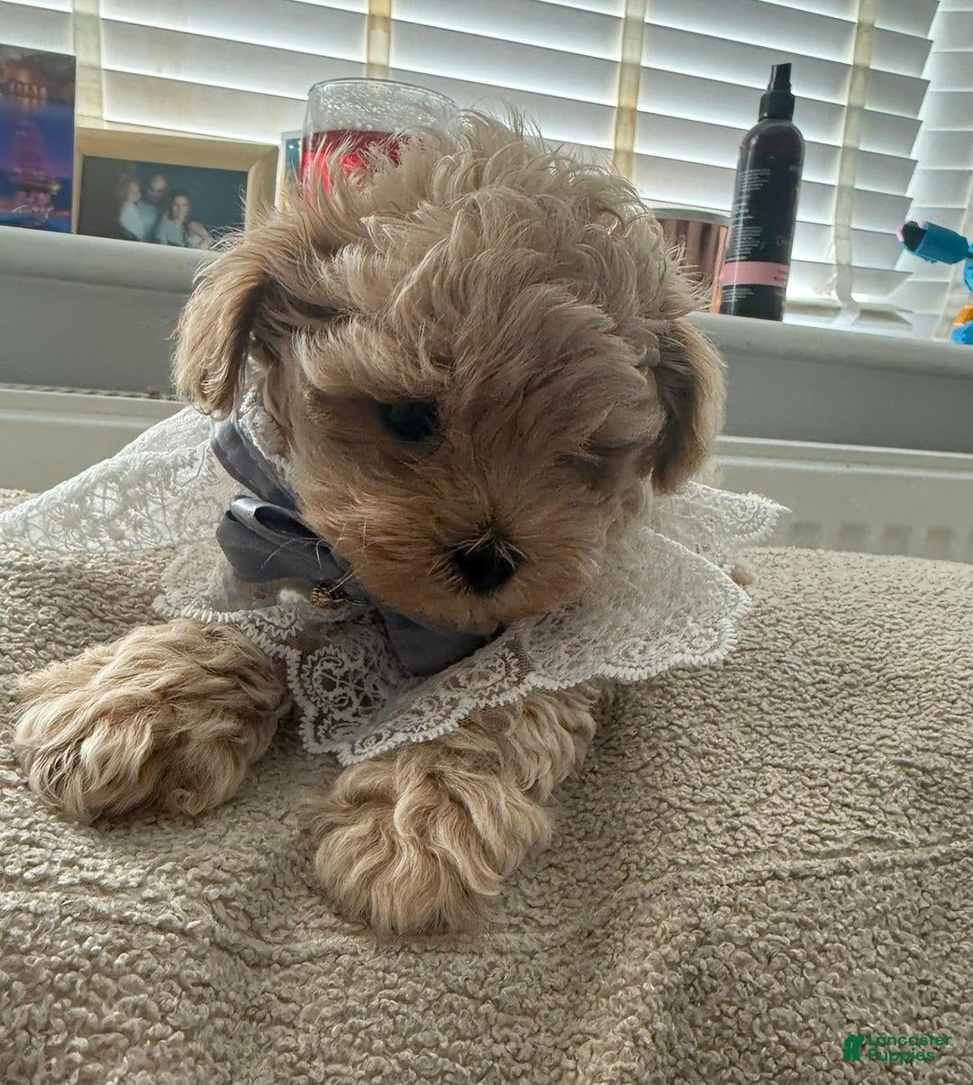 Maltipoo dogs for sale: Lora - Image 2