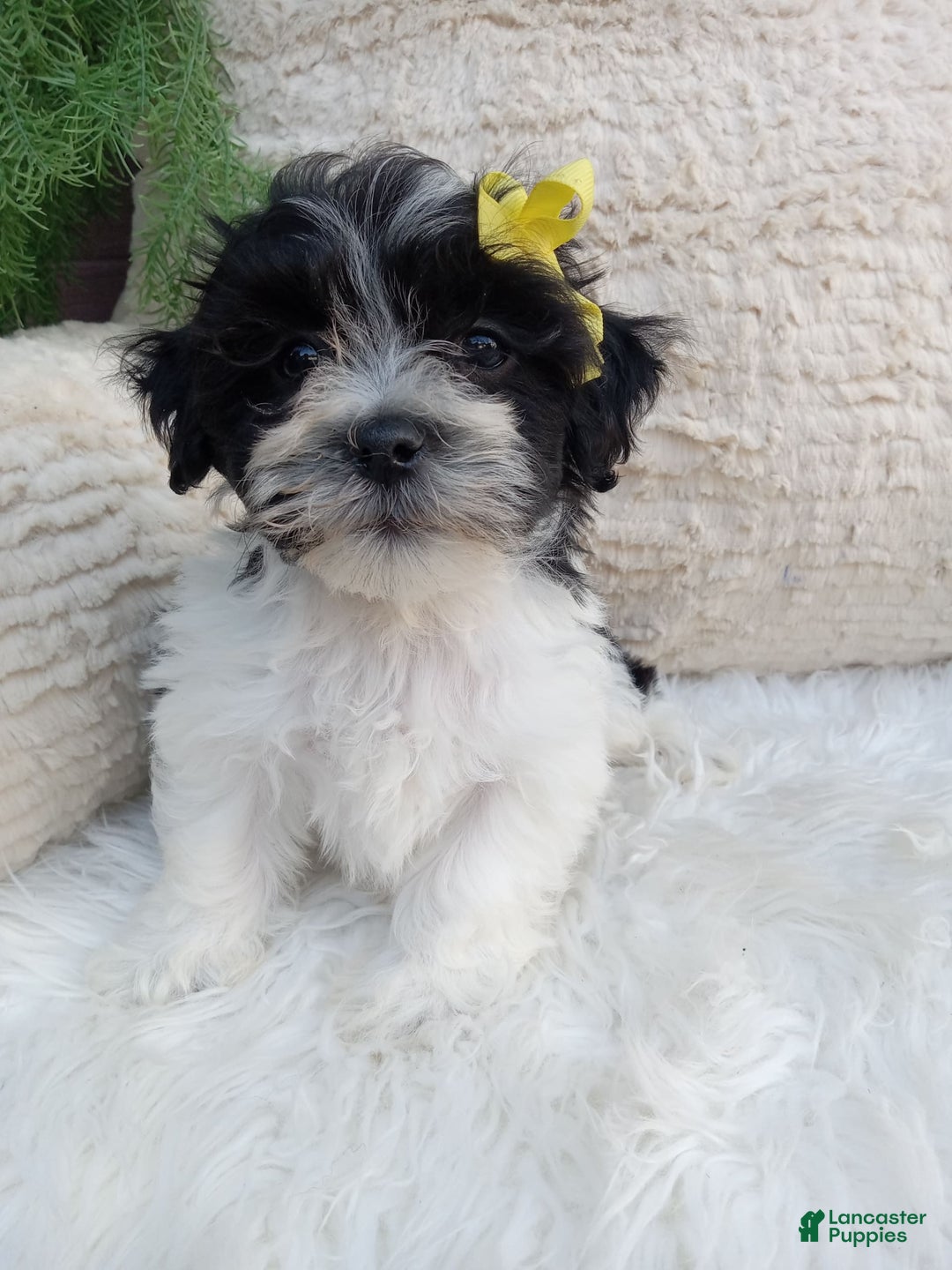 Teddy Bear dogs for sale: Teddy Bear 6 puppies - Image 4