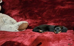 Miniature Dachshund dogs for sale: RYDER - Image 10