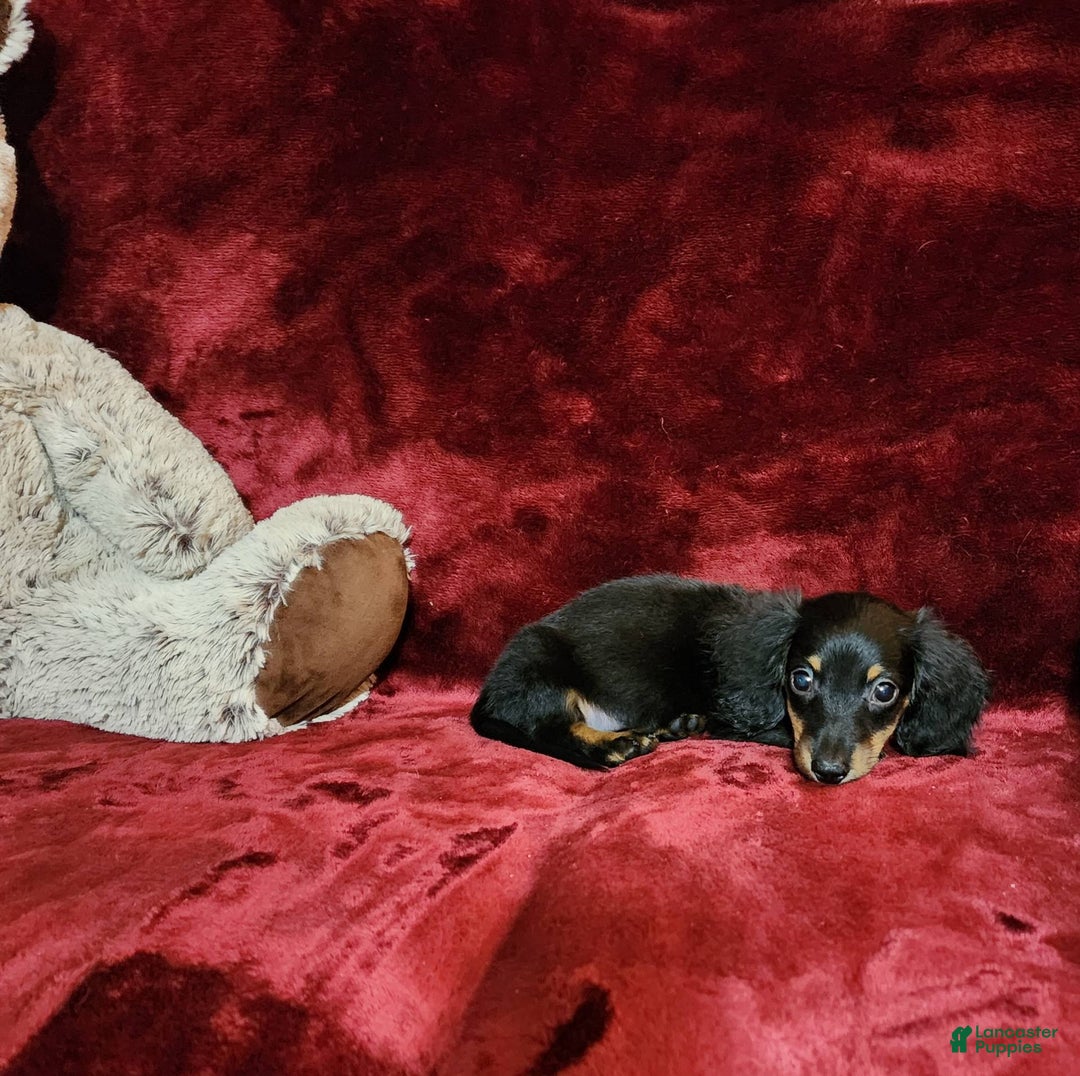 Miniature Dachshund dogs for sale: RYDER - Image 10