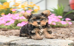 Yorkshire Terrier dogs for sale: Lacey TOY SIZE - Image 2