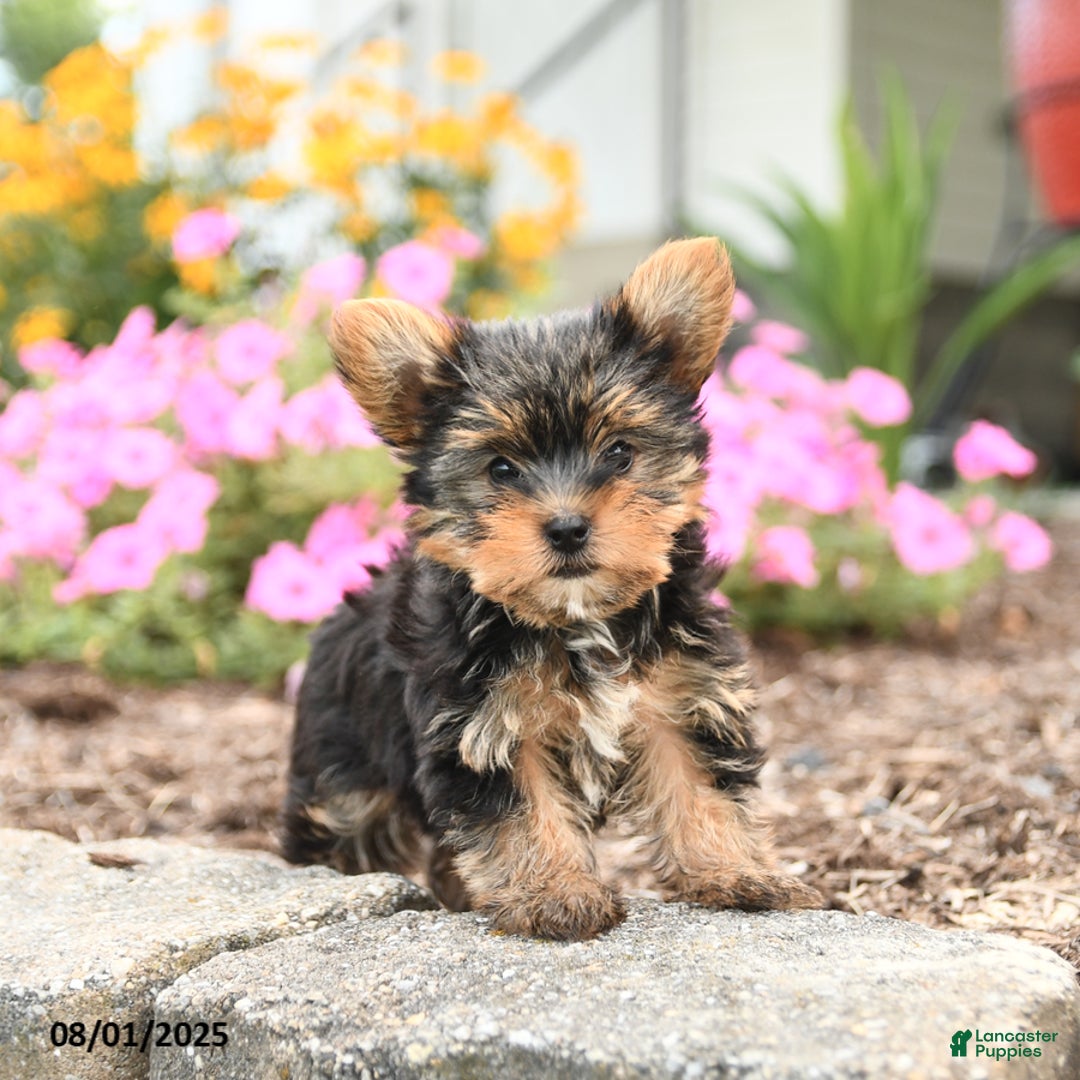 Yorkshire Terrier dogs for sale: Lacey TOY SIZE - Image 2