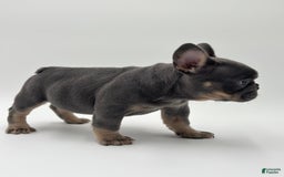 French Bulldog dogs for sale: Toronto - Image 3