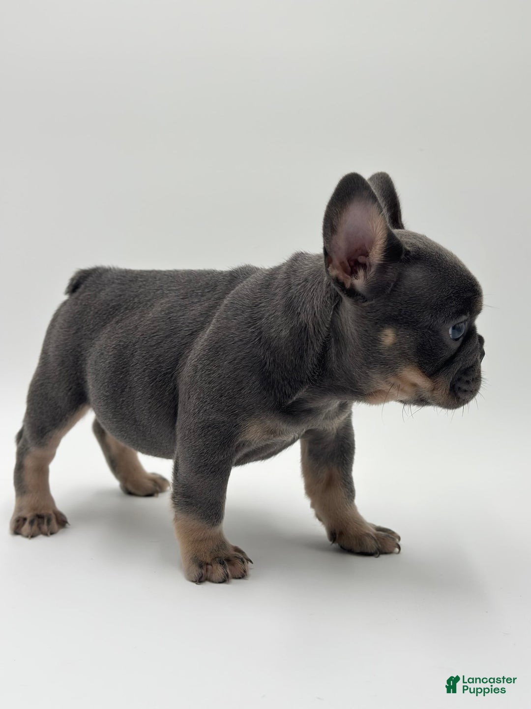 French Bulldog dogs for sale: Toronto - Image 3