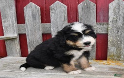 Bernedoodle dogs for sale: Max - Image 2