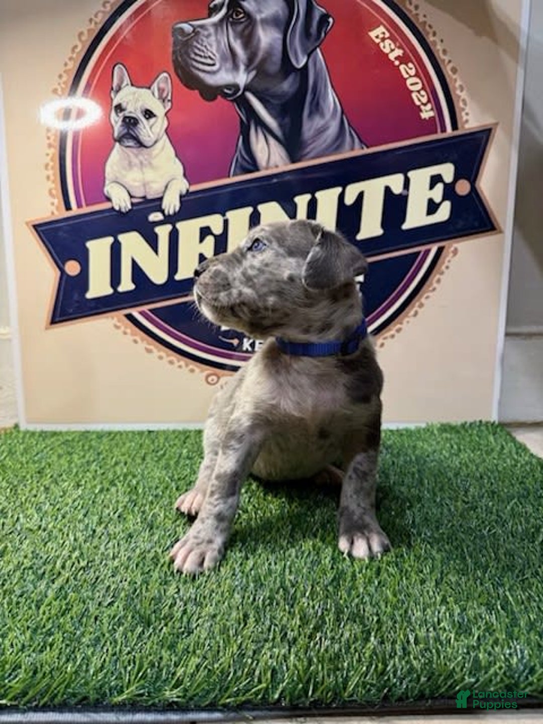 Cane Corso dogs for sale: Cane Corso 5 puppies - Image 3