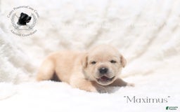 Cane Corso dogs for sale: "maximus" - Image 2