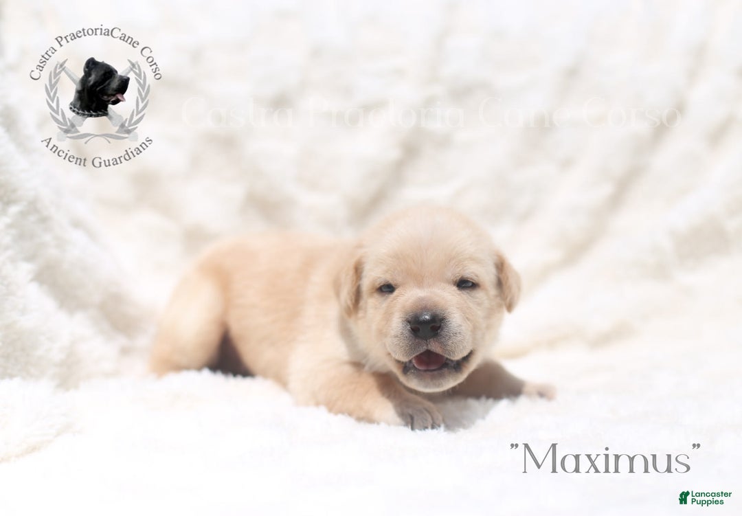 Cane Corso dogs for sale: "maximus" - Image 2
