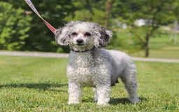 Miniature Poodle dogs for sale: Dax - Image 6