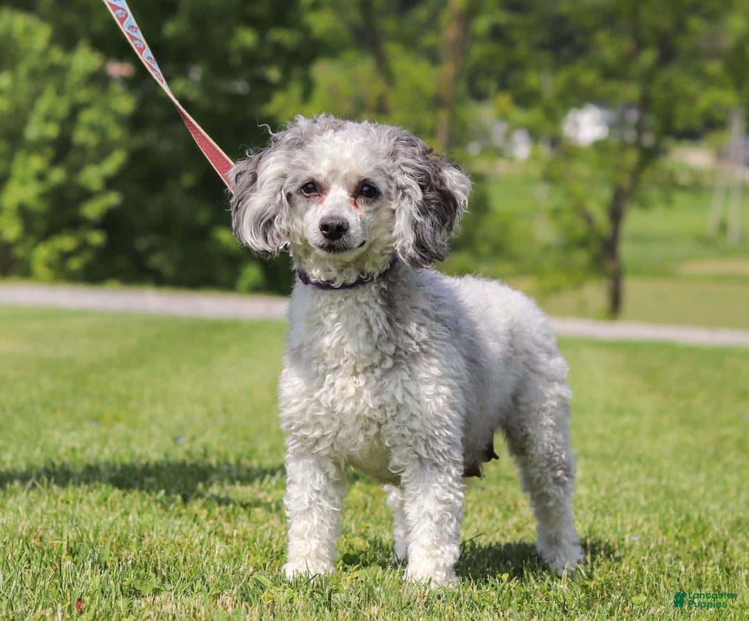 Miniature Poodle dogs for sale: Dax - Image 6