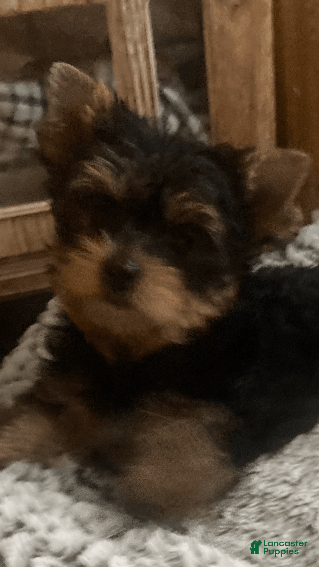 Yorkshire Terrier dogs for sale: Maximillian - Image 2