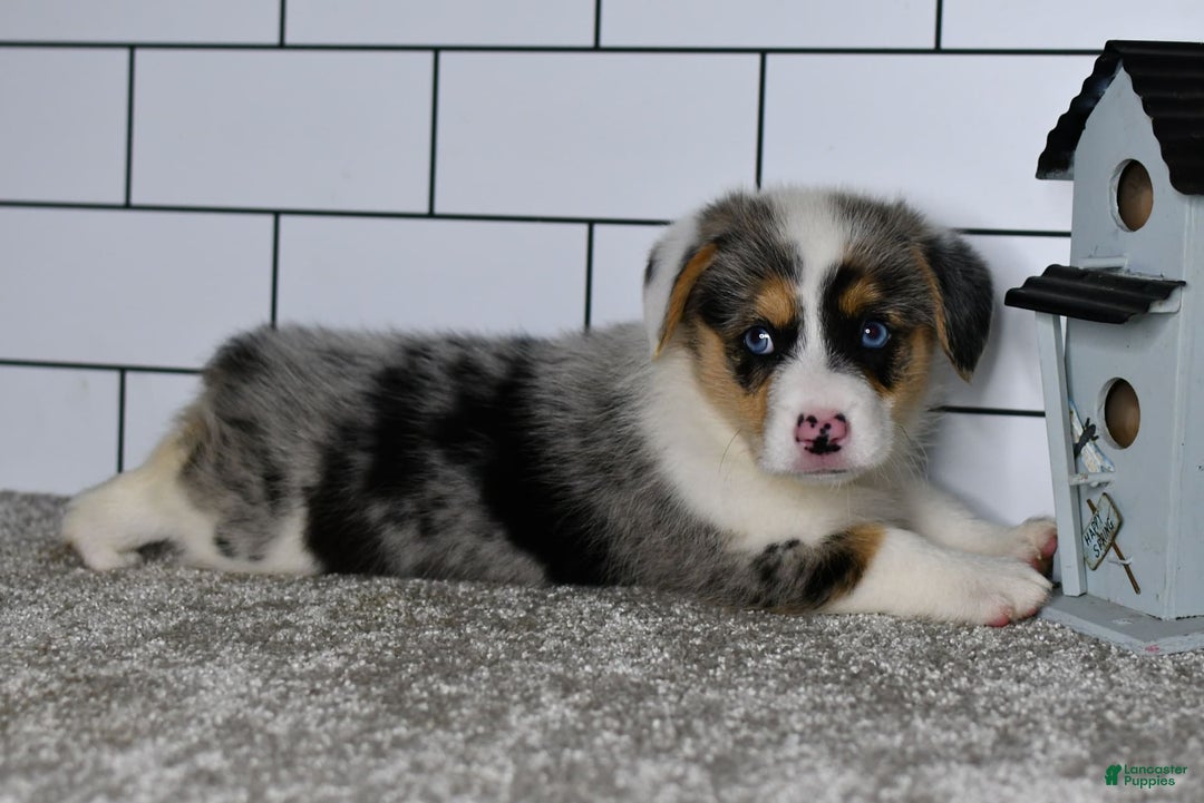 Welsh Corgi Pembroke dogs for sale: Moses - Image 1