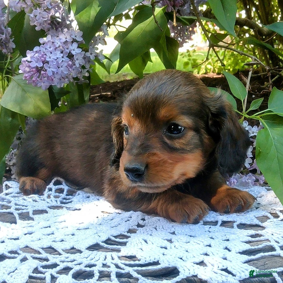 Miniature Dachshund dogs for sale: Scout - Image 8