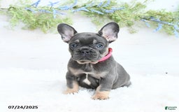 French Bulldog dogs for sale: French Bulldog 6 puppies - Image 2