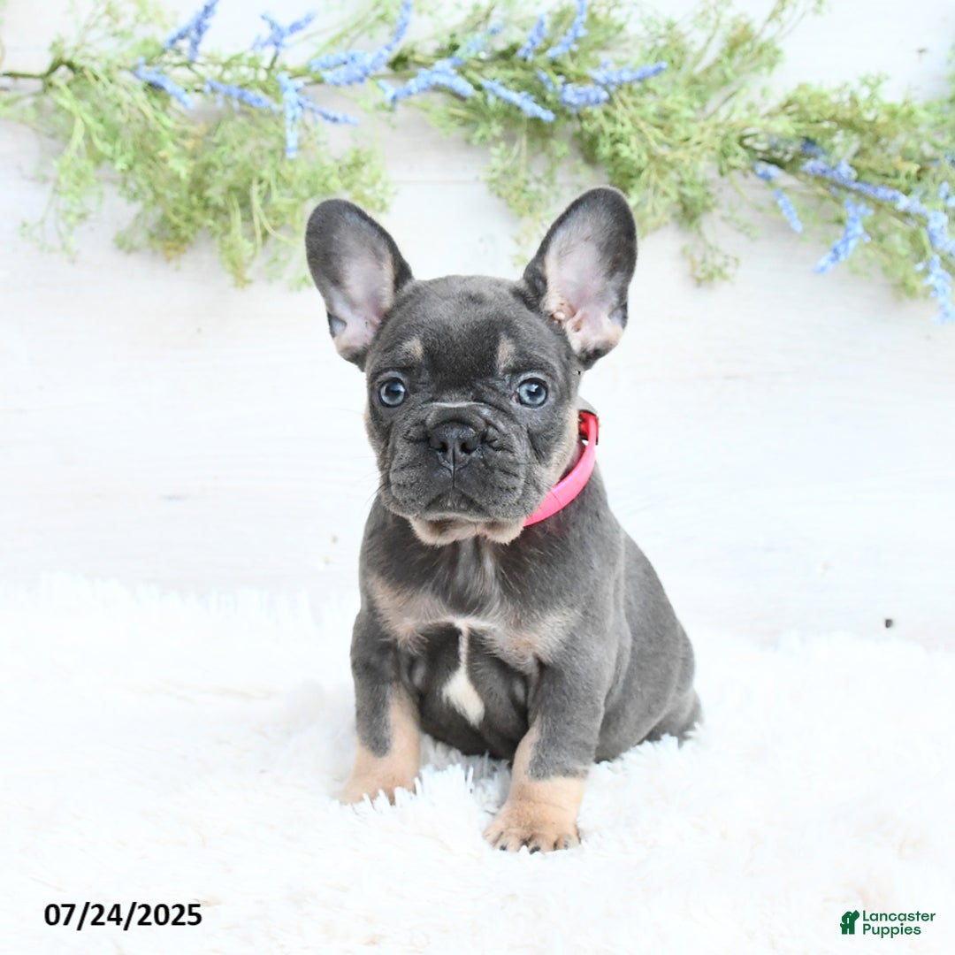 French Bulldog dogs for sale: French Bulldog 6 puppies - Image 2