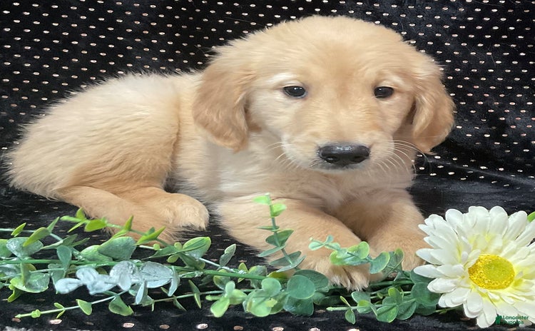 Golden Retriever dogs - Advert 13