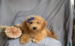 Cockapoo dogs for sale: Celeste Hypoallergenic - Image 11