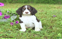 English Springer Spaniel dogs for sale: Pumpkin - Image 3
