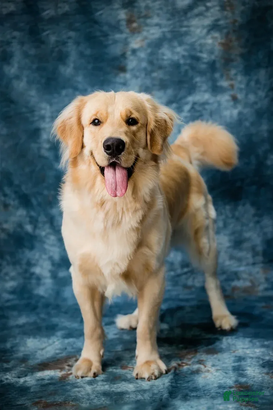Maltese dogs for sale: Avi - Image 1