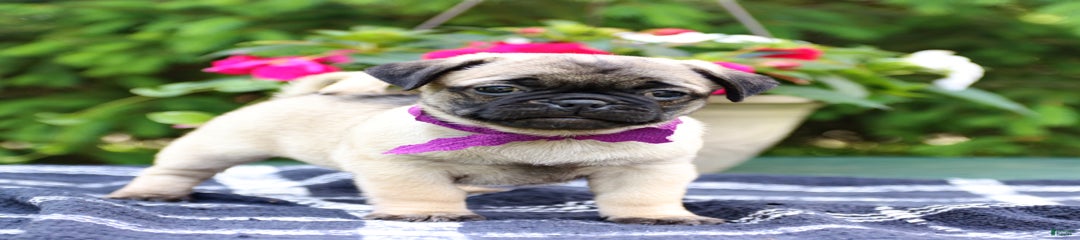 Cashew