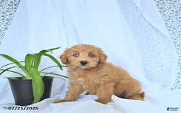 Mini Goldendoodle dogs for sale: Kassia - Image 3