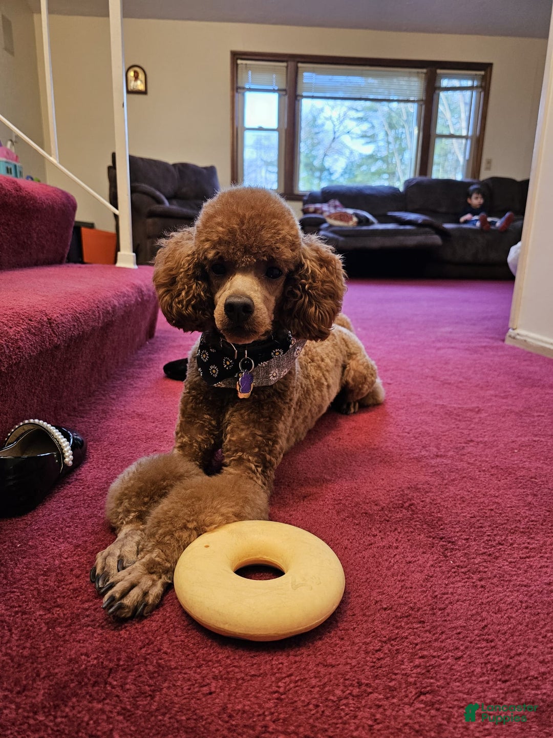 Miniature Poodle dogs for sale: Ginger - Image 7
