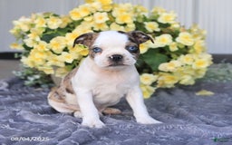 Boston Terrier dogs for sale: Hunter - Image 3