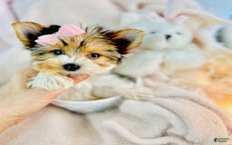 Yorkshire Terrier dogs for sale: Yorkshire Terrier - Image 2