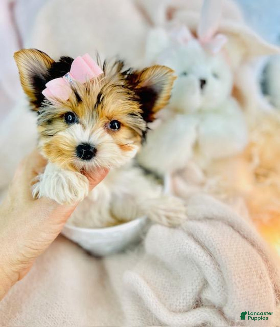 Yorkshire Terrier dogs for sale: Yorkshire Terrier - Image 2