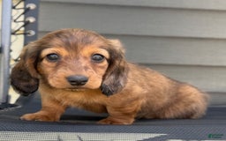 Miniature Dachshund dogs for sale: Snickers - Image 3