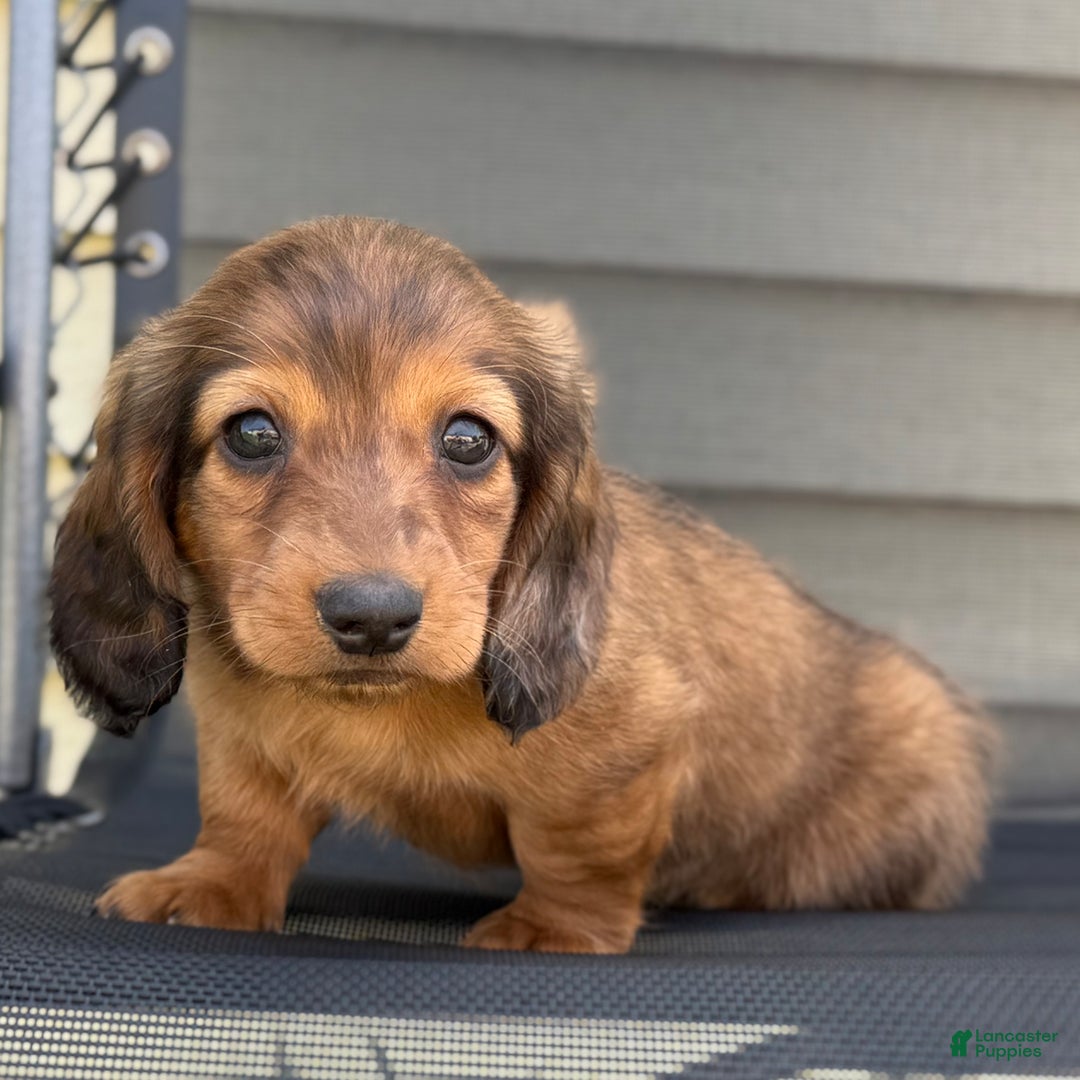 Miniature Dachshund dogs for sale: Snickers - Image 3