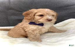 Cockapoo dogs for sale: Oliver - Image 3