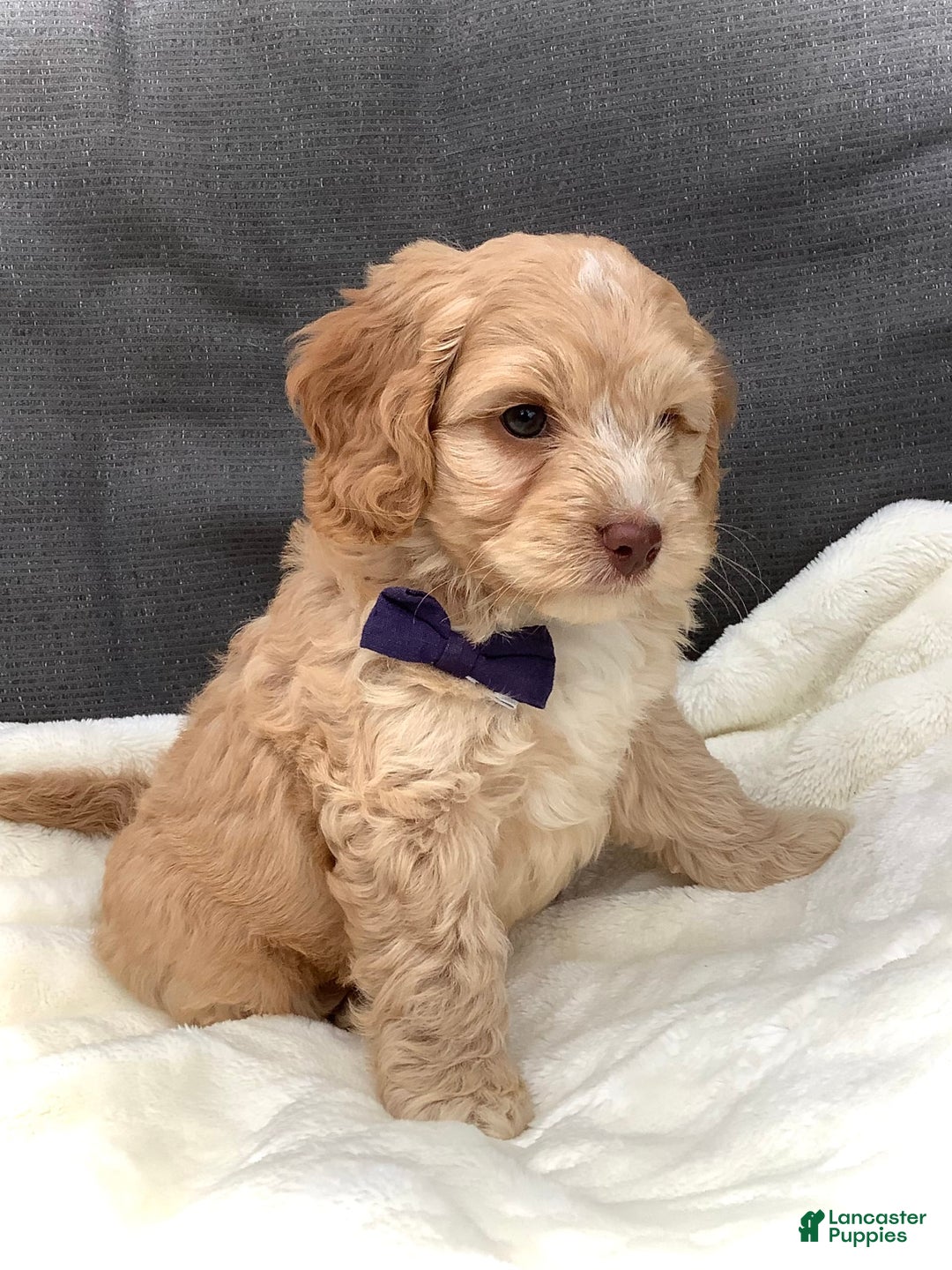 Cockapoo dogs for sale: Oliver - Image 3