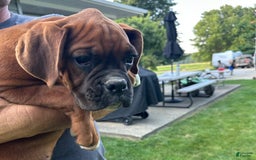 Boxer dogs for sale: Boxer 3 puppies - Image 7