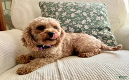 Cavapoo dogs for sale: Iris - Image 5