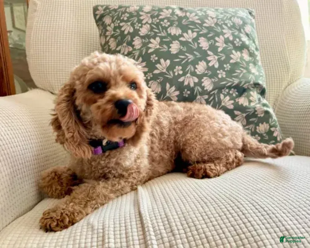 Cavapoo dogs for sale: Iris - Image 5