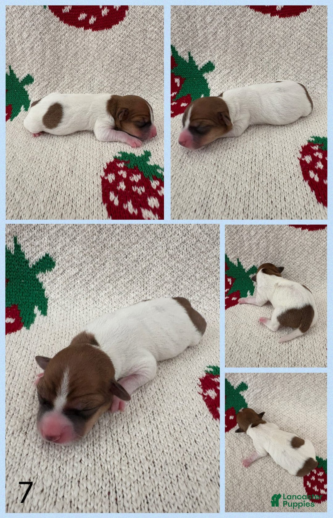 Jack Russell Terrier dogs for sale: Bingo - Image 2