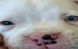 Boxer dogs for sale: Blue Eyes - Image 3
