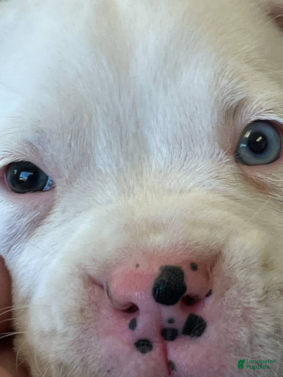 Boxer dogs for sale: Blue Eyes - Image 3