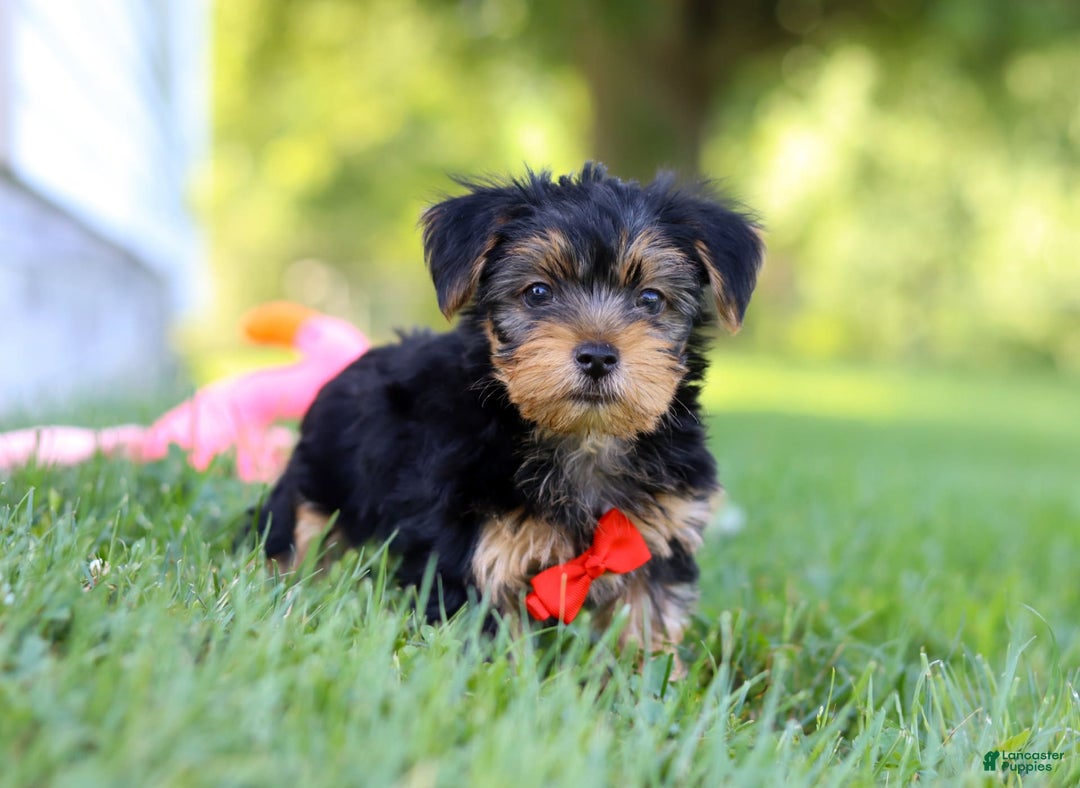 Morkie dogs for sale: Charlie - Image 4