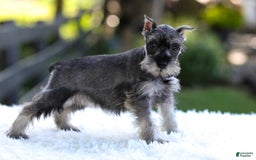 Miniature Schnauzer dogs for sale: Amber - Image 2