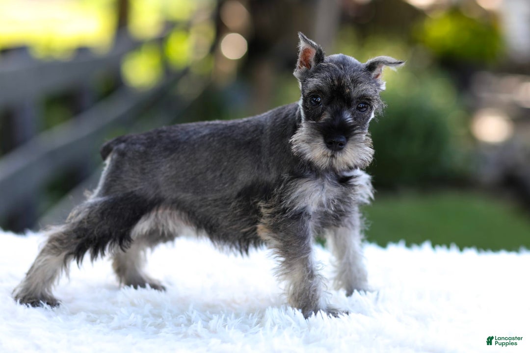 Miniature Schnauzer dogs for sale: Amber - Image 2