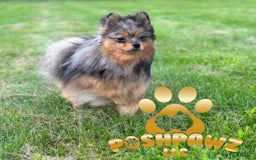 Pomeranian dogs for sale: Dotty - Image 18