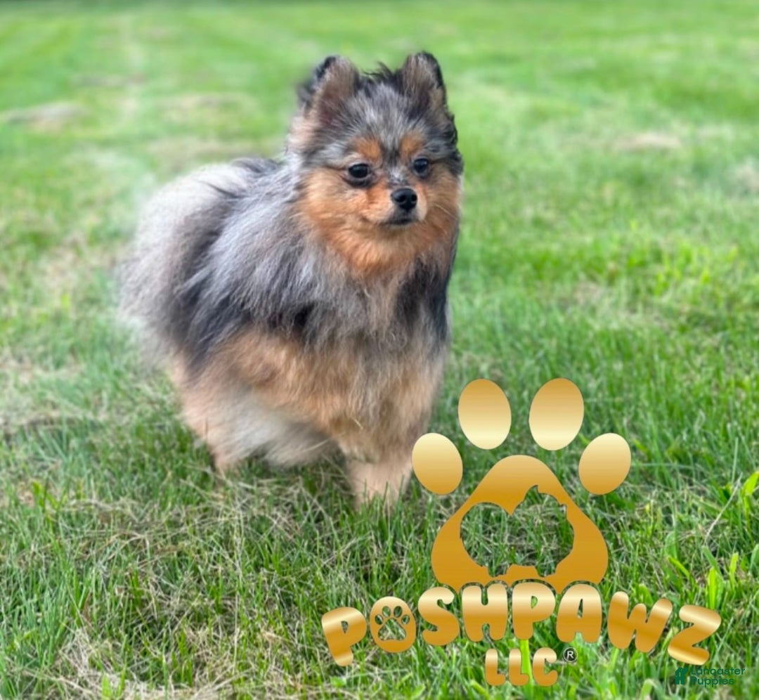Pomeranian dogs for sale: Dotty - Image 18