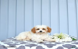 Toy Poodle dogs for sale: Karter - Image 9