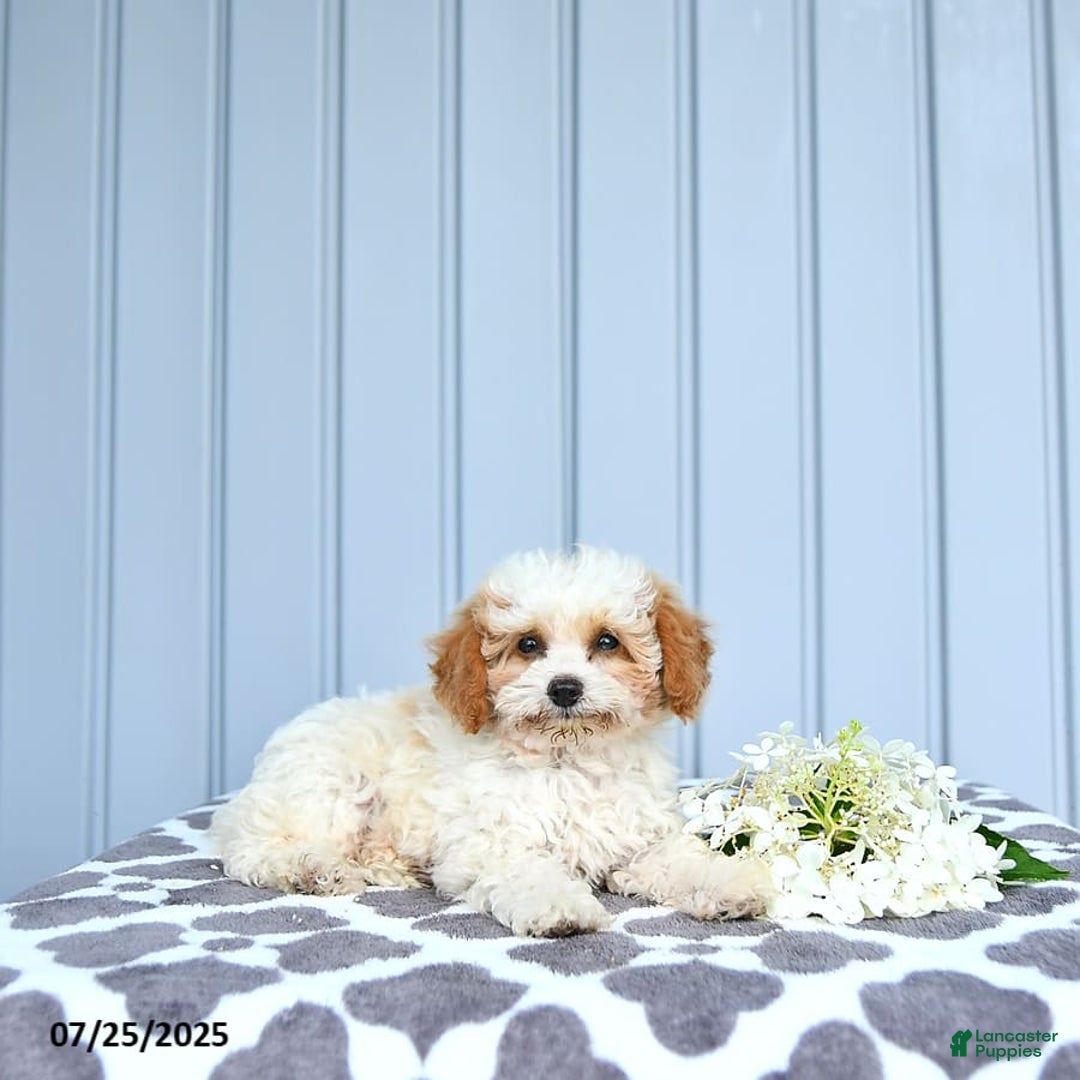 Toy Poodle dogs for sale: Karter - Image 9