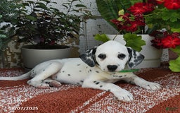 Dalmatian dogs for sale: Bella - Image 2