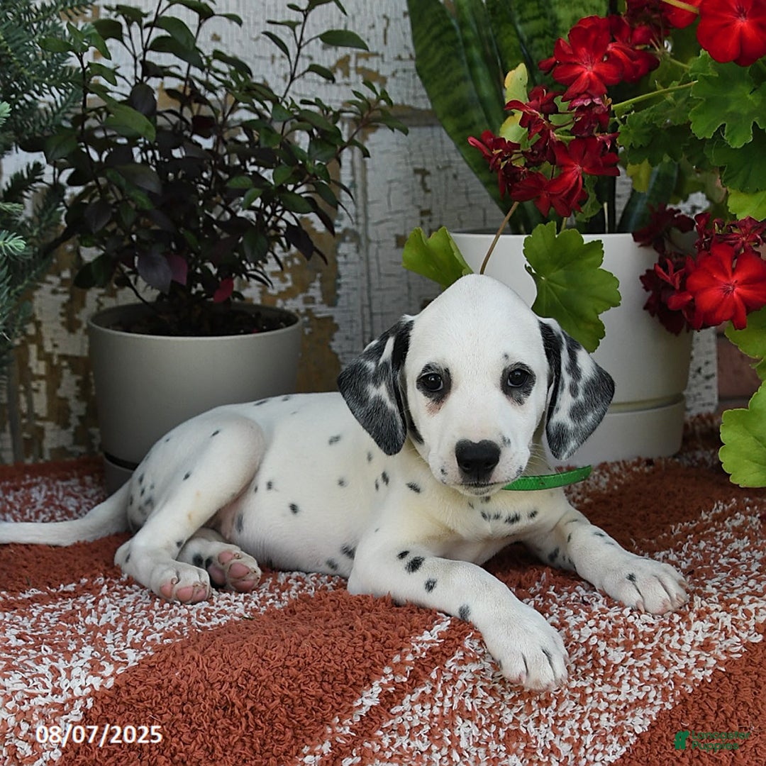Dalmatian dogs for sale: Bella - Image 2