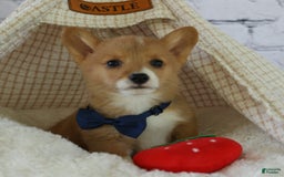 Welsh Corgi Pembroke dogs for sale: Gilbert - Image 12