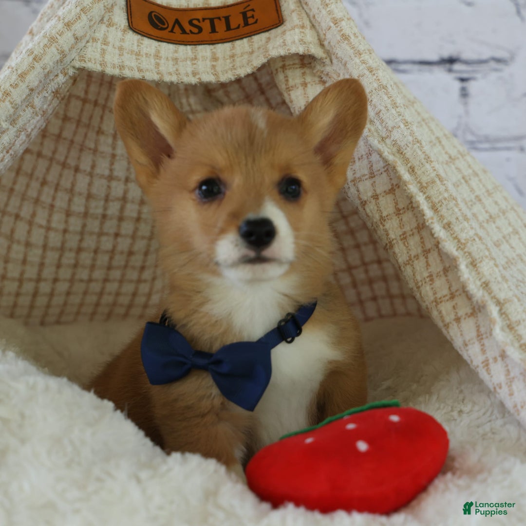Welsh Corgi Pembroke dogs for sale: Gilbert - Image 12
